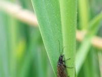 Gemeine Wasserflorfliege